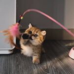 munchkin kitten