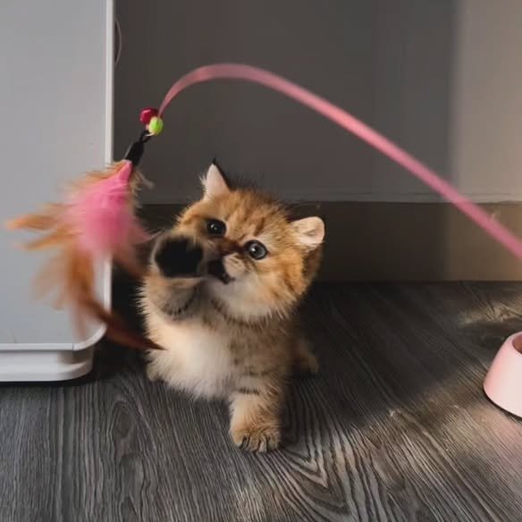 munchkin kitten