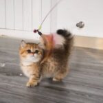 Short leg Cindy - Image 3