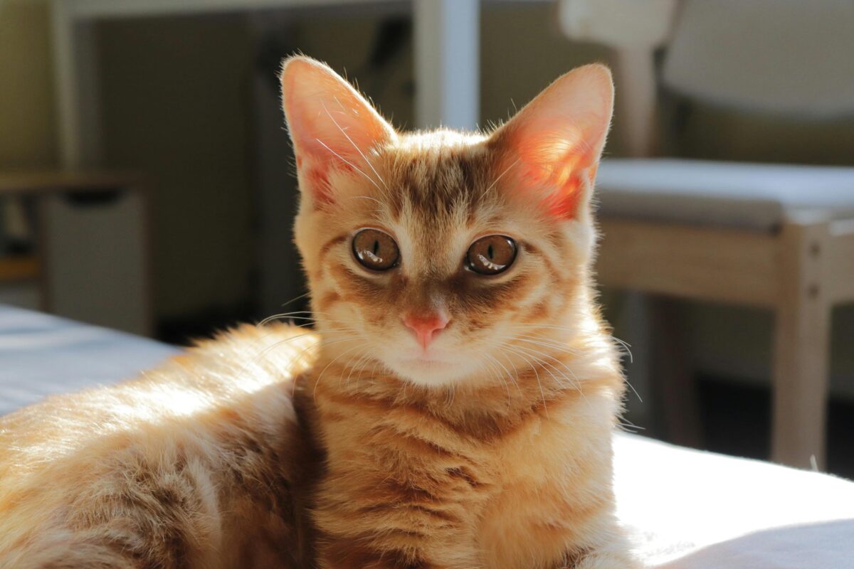 Cute ginger kitten lying on a sunlit bed with a relaxed pose indoors.