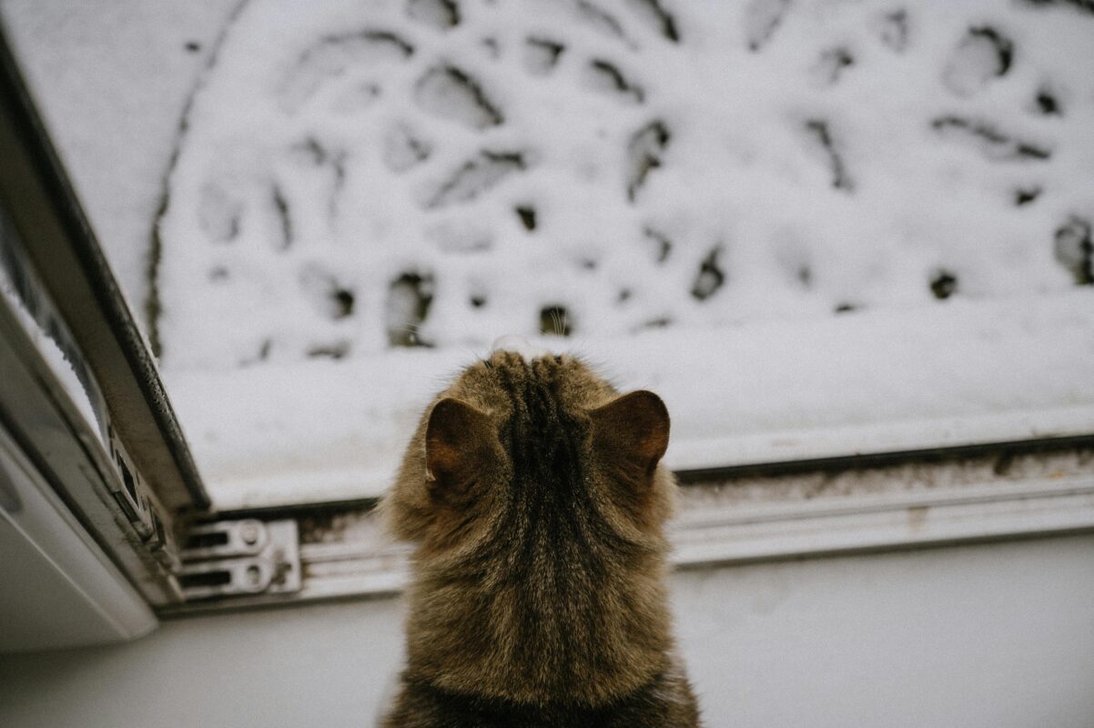 A fluffy brown tabby cat gazing out at snowy ground, capturing a quiet winter moment.