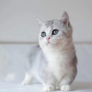 munchkin kittens for sale
