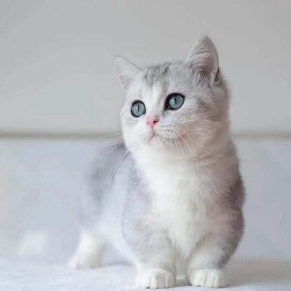 munchkin kittens for sale