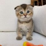 munchkin cats for sale