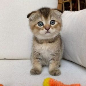 munchkin cats for sale