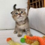 munchkin cats for sale