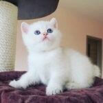 buy munchkin cats