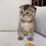 munchkin cats for sale