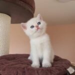 buy munchkin cats
