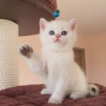 buy munchkin cats