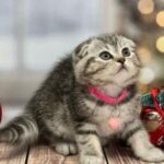 munchkin cats for sale