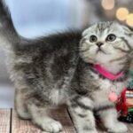 munchkin cats for sale