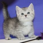 Munchkin cats
