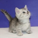 Munchkin cats