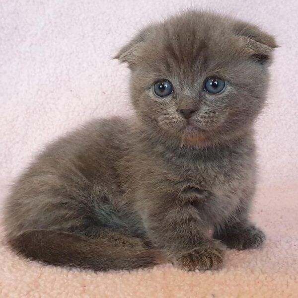 blue munchkin cat