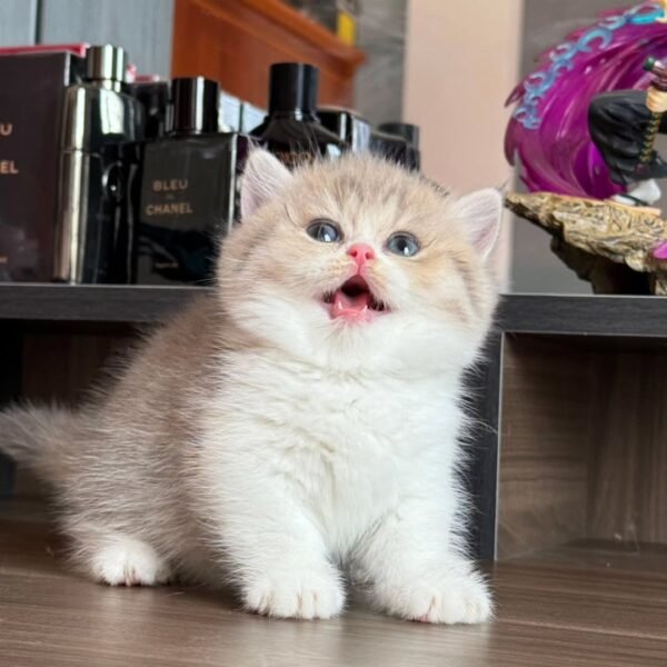 munchkin cats