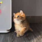 Short leg Cindy - Image 4