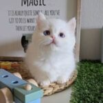 Cream Girl Lily - Image 5