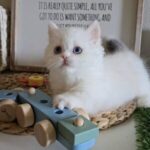 Cream Girl Lily - Image 4