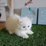 Cream Girl Lily - Image 3